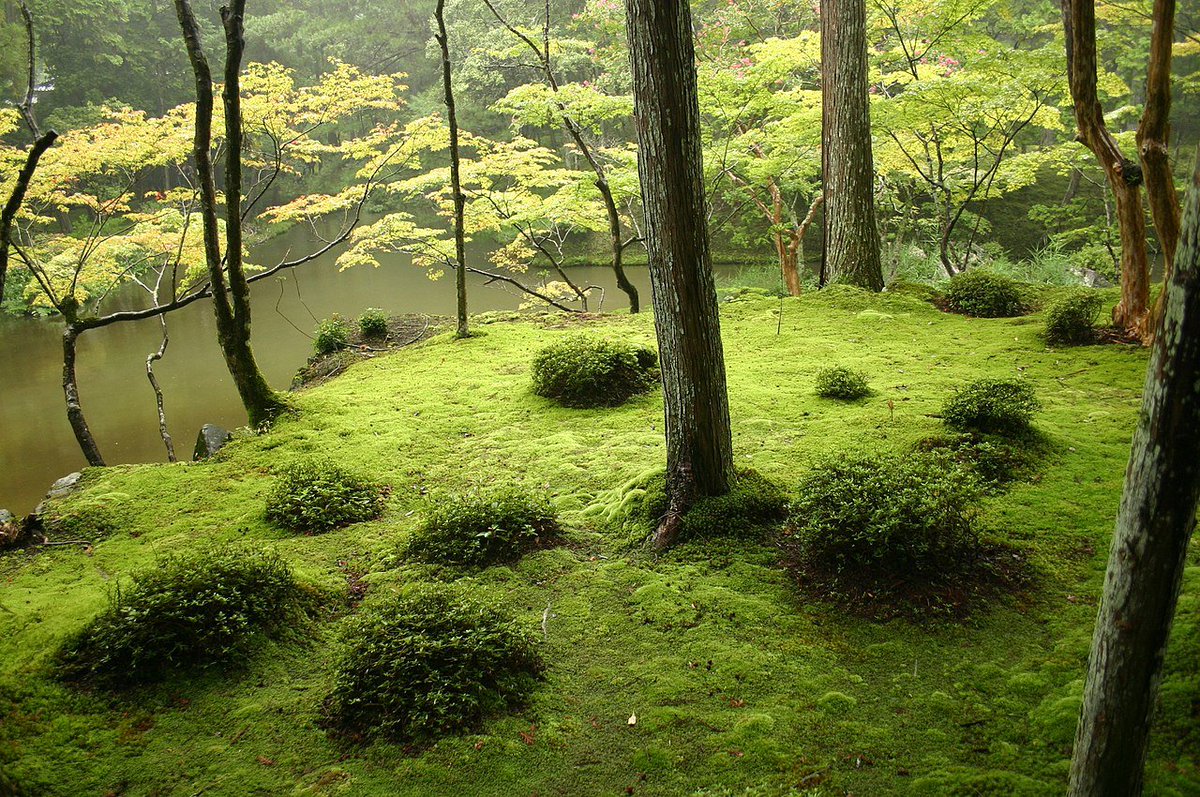 mike_boreas's tweet photo. Saihoji temple in Kyoto, this moss garden has been maintained for almost 700 years. https://t.co/BPgoGNVf2a