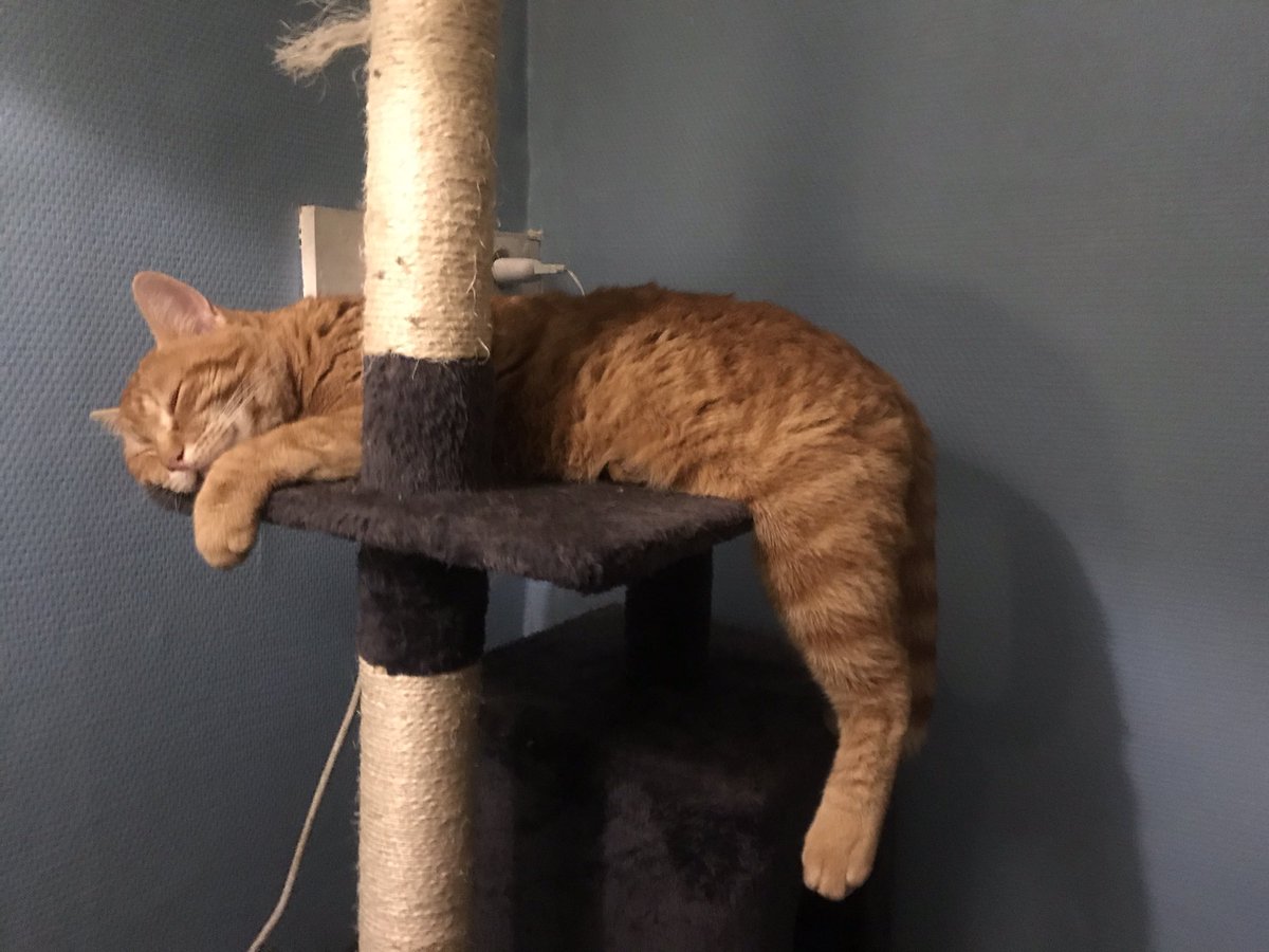 JohnnySpacey2's tweet photo. C-Comme’s having a hectic Sunday... #CatsofTwittter #CookingFat https://t.co/w3YsGgmuGX