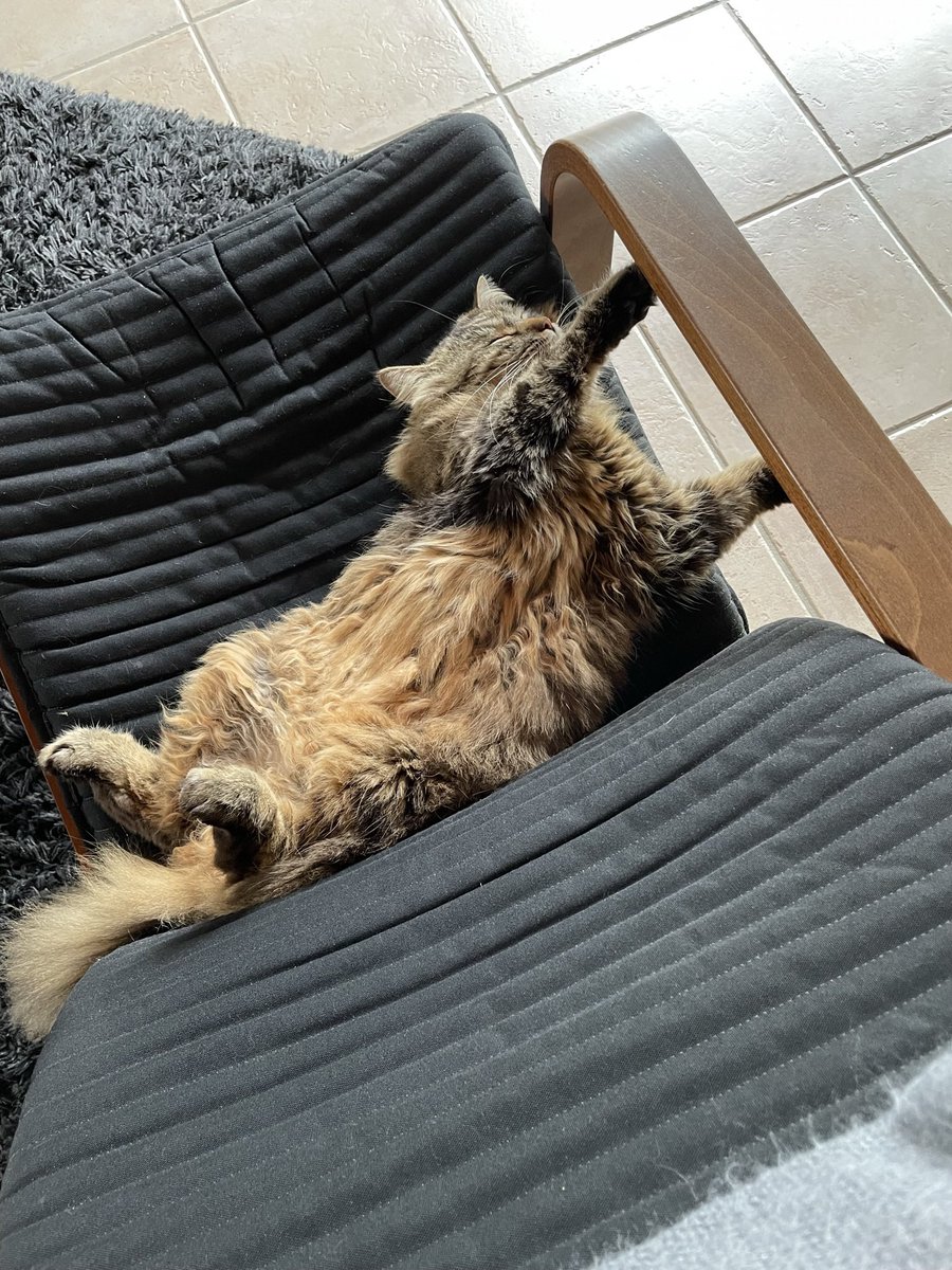 SaladedeQuinoa's tweet photo. @TweetsOfCats https://t.co/3TCtkURD2X