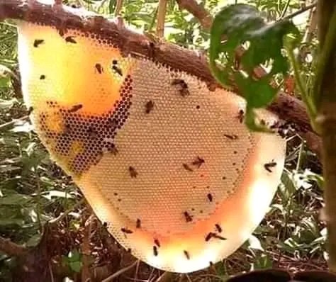 #HONEY-- is the only food that does not spoil unless contaminated or adulterated. A jar of honey may remain edible for over 3,000 years.

~The main reason why honey does not spoil is the low water activity of honey. Honey is made up of 80% sugar.Additionally,because of its high