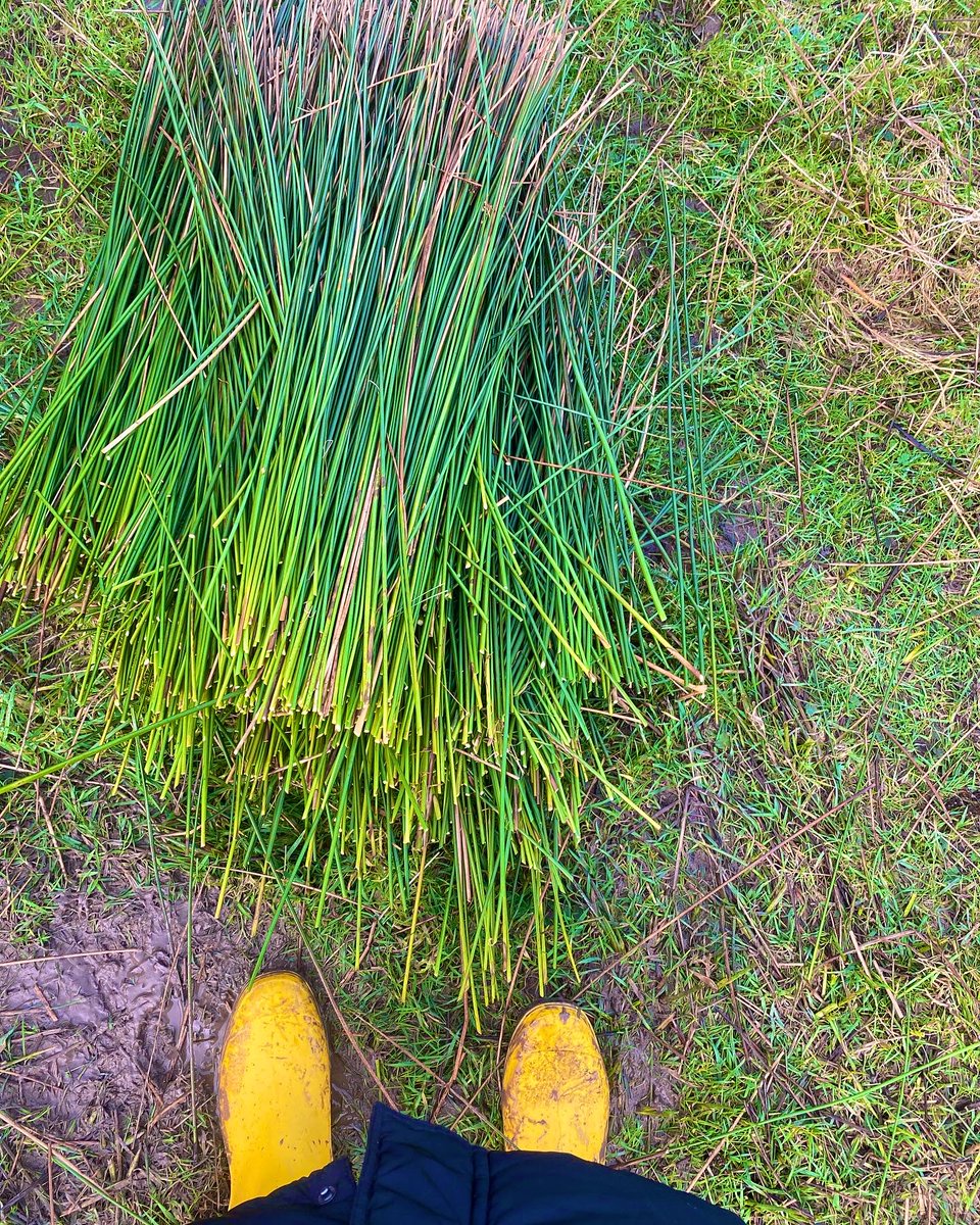 Ag bailiú do Lá le Bríde! Gathering rushes today for our students to make Brigid’s crosses. Will you be making one? #lálebríde #brigidsday #tradition