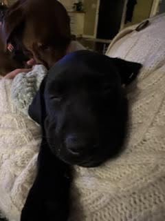 Southeast GSP Rescue tweet media