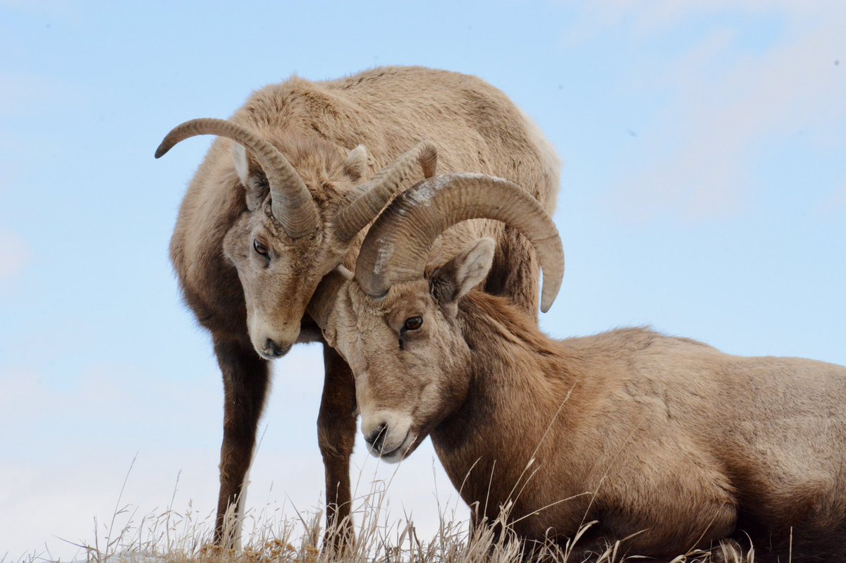 OLappin's tweet image. A nice South Dakota welcoming