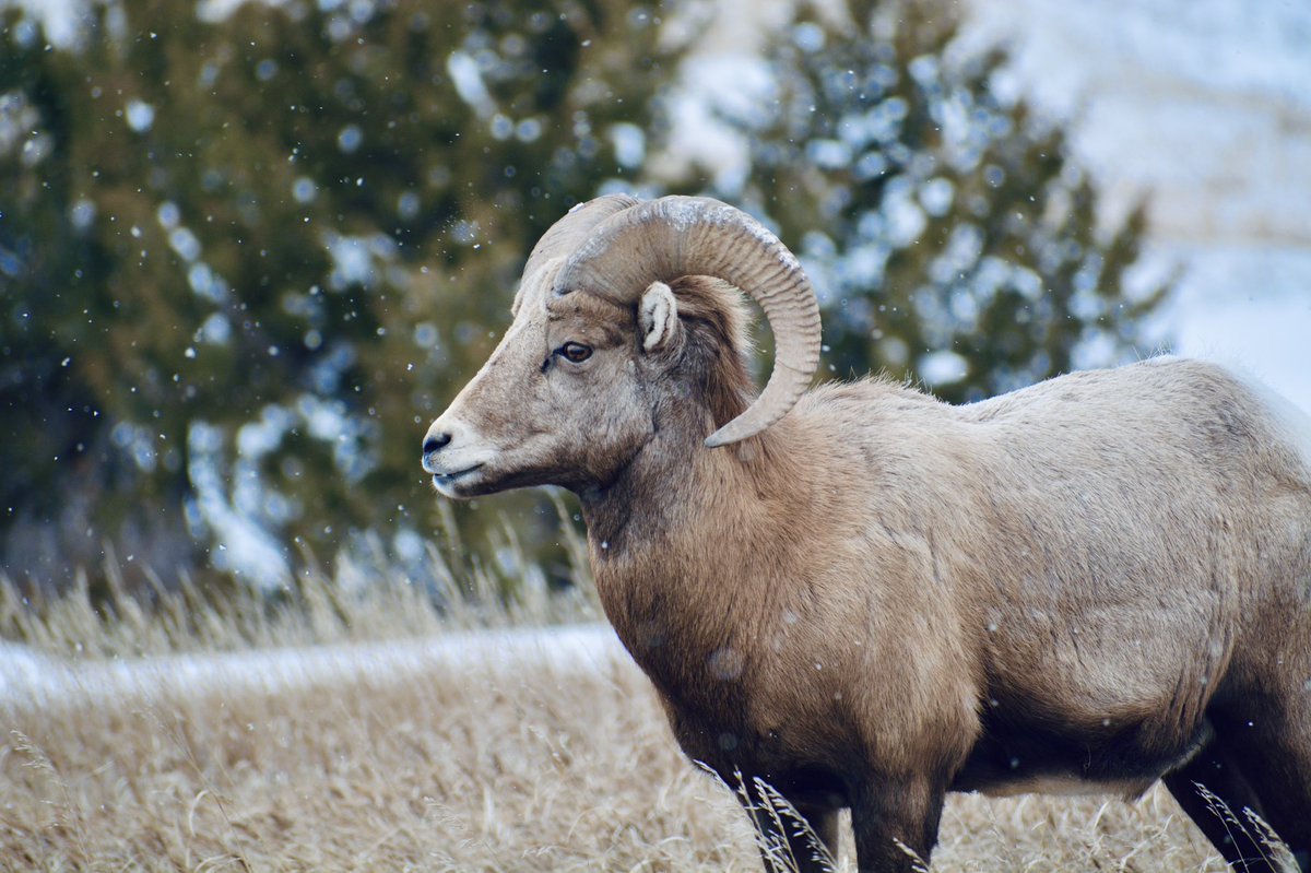 OLappin's tweet image. A nice South Dakota welcoming