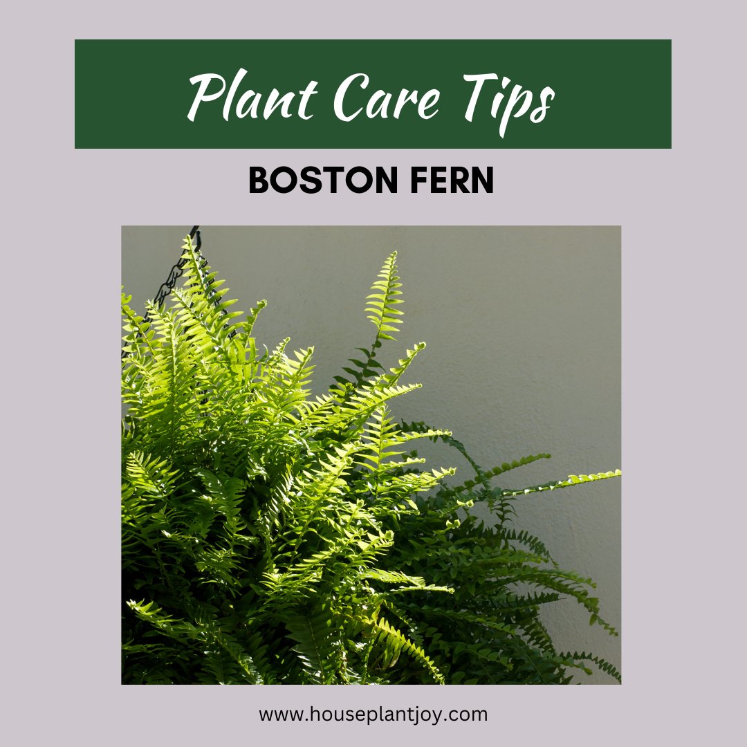 Looking to greenify your home? Get ahead of caring for a Boston Fern plant with these easy-to-follow tips! Who said keeping plants alive had to be difficult? Get yours here: ed.gr/egol7

#HomePlants #BostonFerns #indoorjunglevibes #plantsale #indoorplants #houseplant