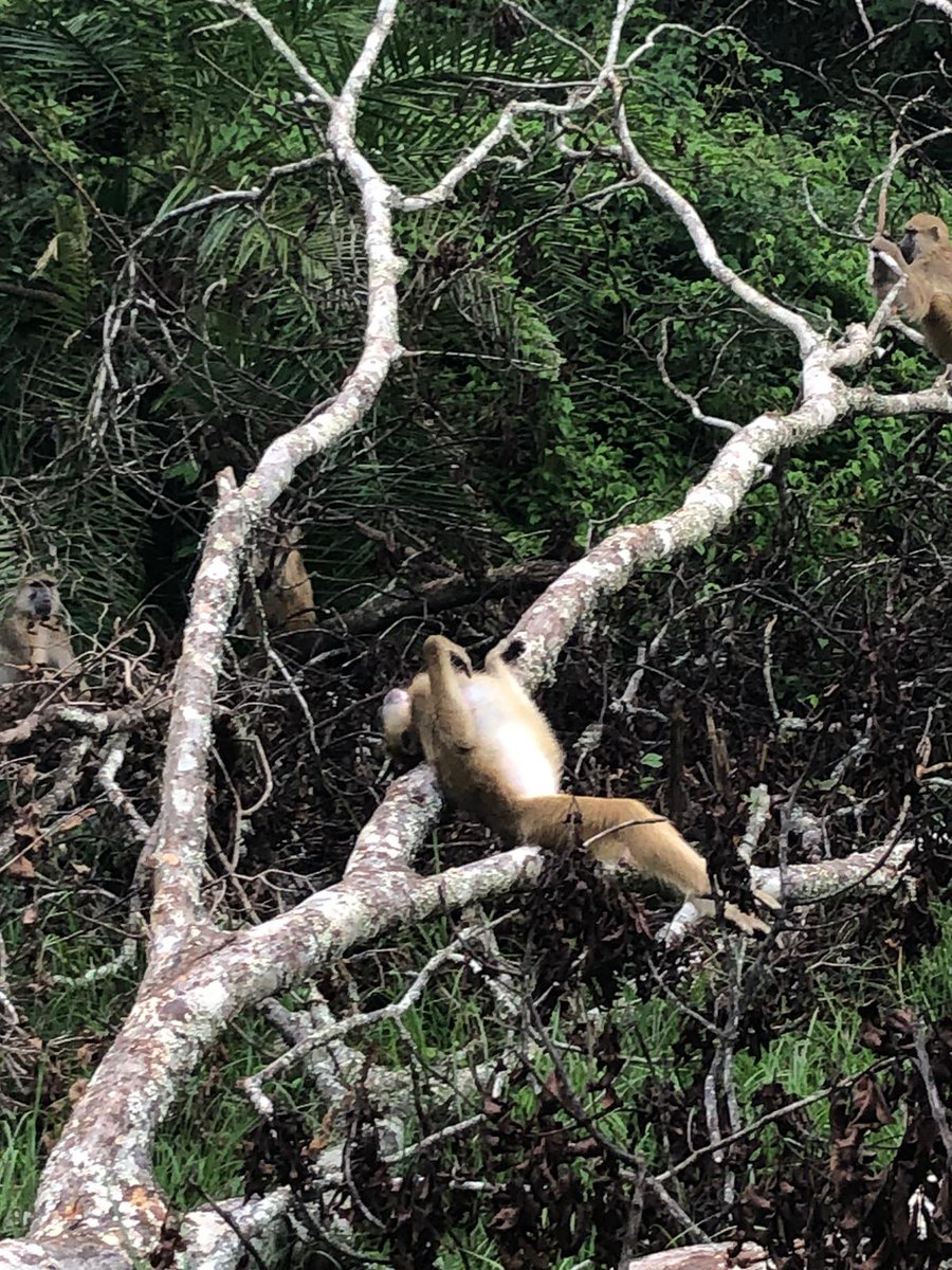 MandyMonkey02's tweet image. Hanging out with Ramone a couple weeks ago while he was being such a ham tryna nap on this fallen tree! 😍 
#fieldwork #dissertationdata #Kinda #baboons #Zambia
📸 By Ruby
@kindacamp @thekasankatrust