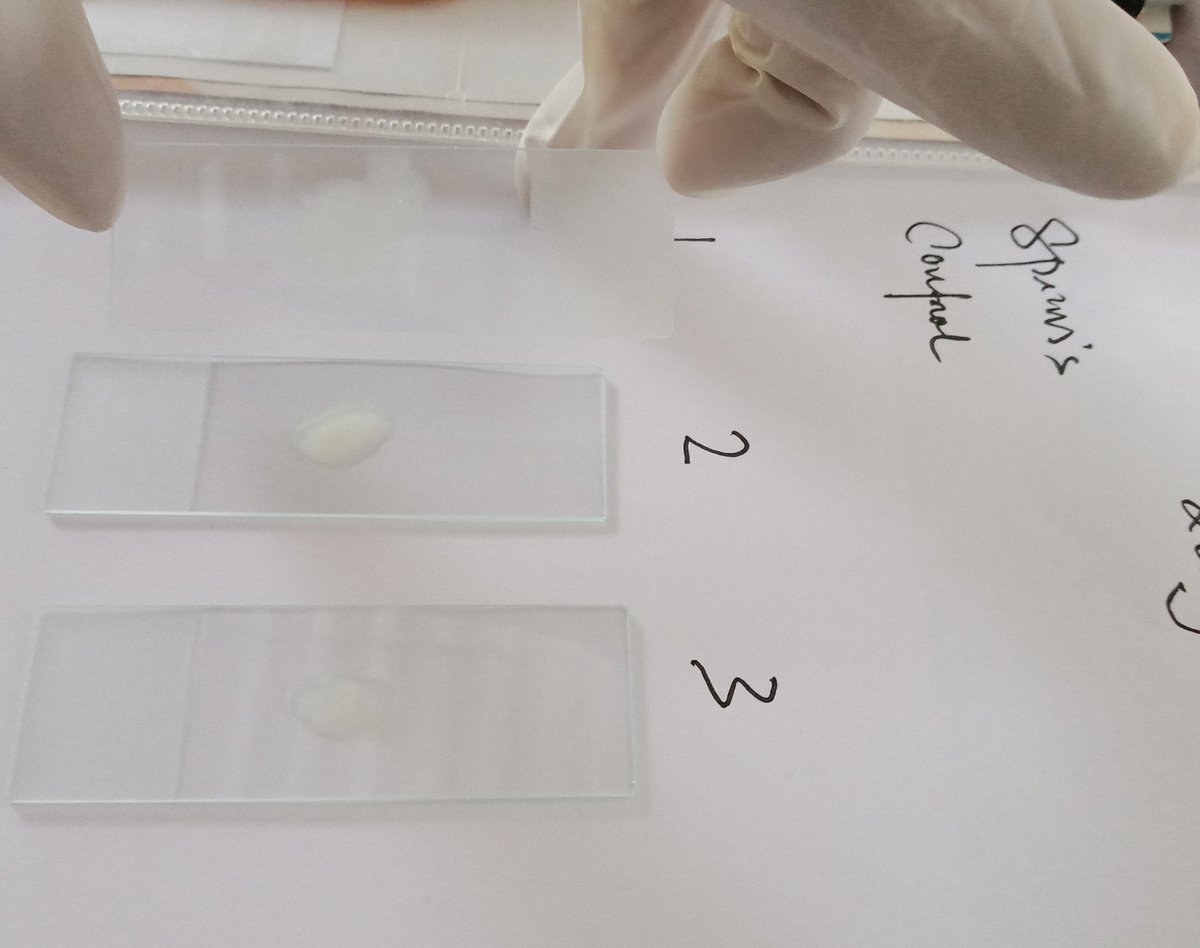 MarineCulture's tweet image. 22 JAN 2023
#ICSGRTC 

Memijah &amp;amp; mengamati peforma sperma ikan Kerapu Kertang dibawah Mikroskop (Mikroskopik)., Sebelum melakukan perkawinan silang ikan kerapu hibrida (Epinephelus sp).

Leader: @NgPgmd