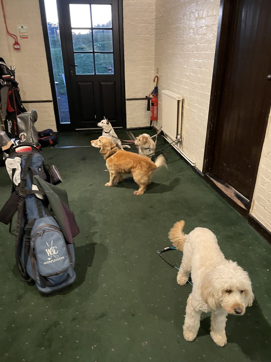 snodders71's tweet photo. @ewenmurray77 14 man, 7some at worplesdon GC yesterday afternoon with plenty of our four legged friends #leesthan3andahalfhours #wintergolf https://t.co/PB3BltCvJw
