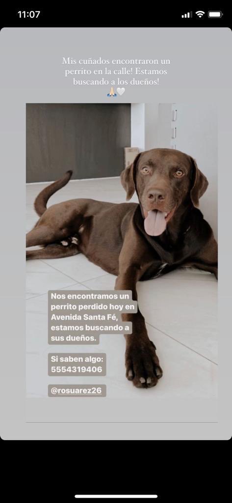segoviasan's tweet image. #CDMX Atención #SantaFe ayúdanos a encontrar a su familia 

@MascotasSismo @CaninaAmber @UbicapetMexico @PerrosPerdidosA @PerrosPerdidosA @PrrosPerdidosMX @PerdiMiMascota @PerdiDogsMx @lawera33 @mascotasdifunde ⁦@dondeestuvo⁩