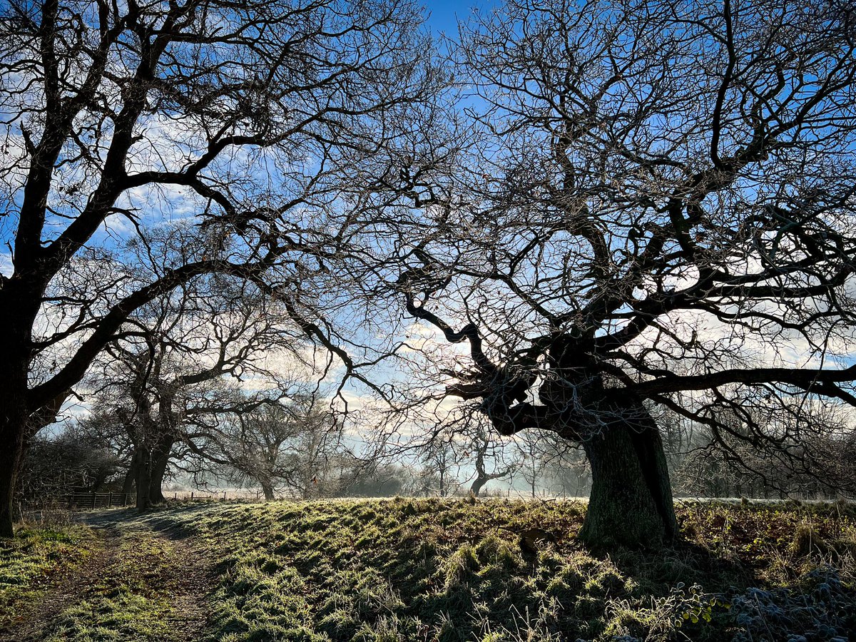 Lovely crisp morning accompanied by redwings in the hedgerows and flocks of fieldfares moving across frozen fields.