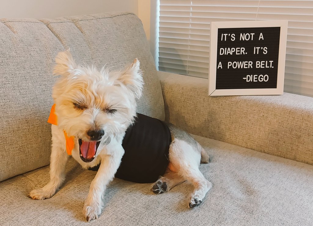 A #seniordoggo post for your feed. Happy Sunday!