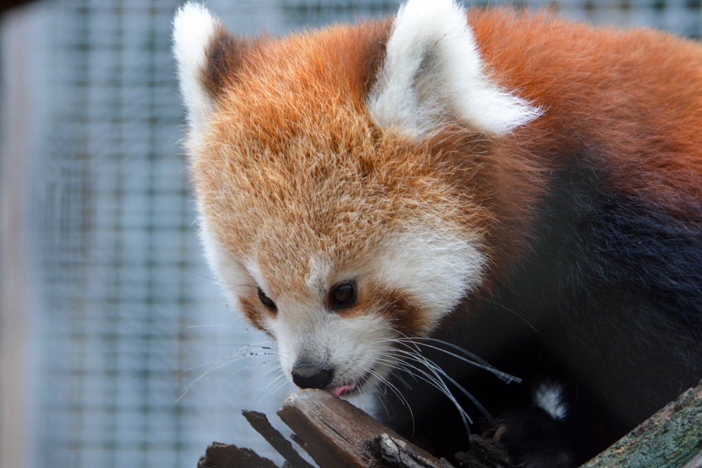 potterparkzoo's tweet photo. Wilson is settling in just fine in his new exhibit at Potter Park Zoo! He's been spending his days climbing, playing, and munching on bamboo. Don't miss the chance to see this fluffy ball of fun in action. Come and visit us at the zoo! 

#redpandacub #redpanda #zoo https://t.co/NKnu1tUO5w
