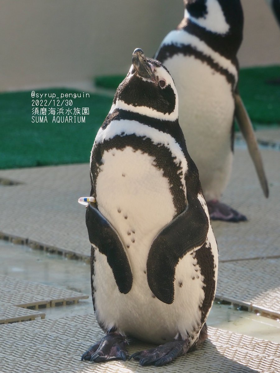 須磨海浜水族園 #マゼランペンギン 香箱座りからの起き上がりを見るの