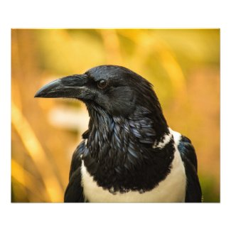 LowellMcnamara's tweet photo. https://t.co/OZ9dotdGMk #Kodak #KodakPro #PiedCrow #Crow #birds #Birding #Nature #LookAgain #LookAgainPhotography #OriginalPhotography #Zazzle Original photography by Daniel McNamara https://t.co/UKklHwhZMy