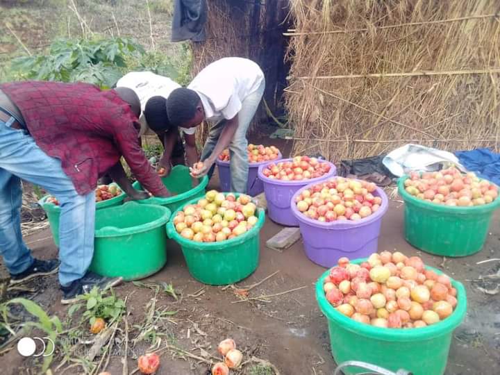 Bule1185's tweet photo. My workers have done it again. Every time we get a bumper harvest at our farm, I take the workers for lunch at Cross Roads. Ever since we started that we have been having bumper harvests. https://t.co/pO76DIRPix