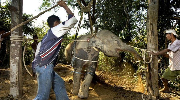 stae_elephants's tweet photo. 95% of Britons demand law to protect Asian elephants from brutal tourism exploitation. Soon the only supporters of profiteering from the tragedy of Asian elephants will be greedy travel companies, @ABTALoveTravel , MPs @Mark_Spencer  and @Jacob_Rees_Mogg . https://t.co/f5l9gFua4T
