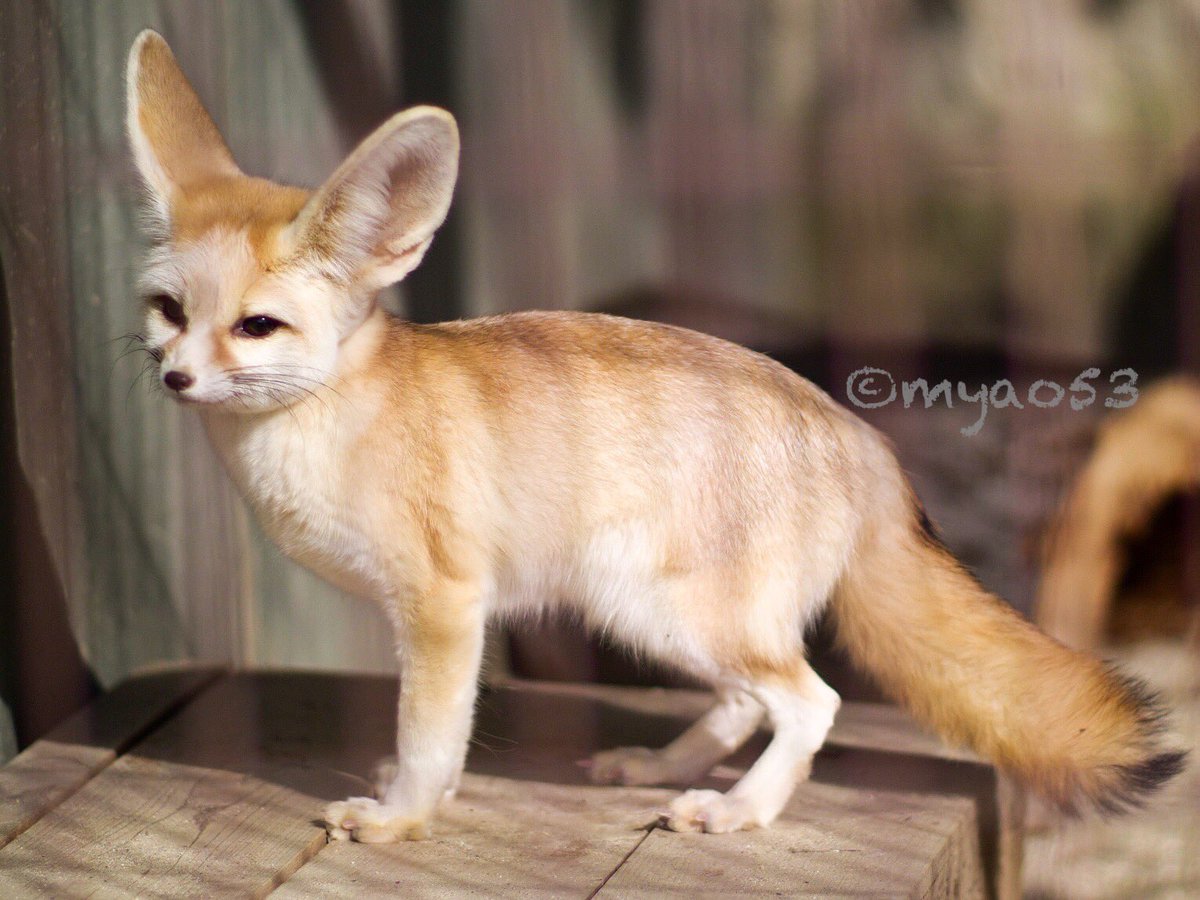 myao53's tweet photo. #fenecfox #フェネック
#higashiyamazooandbotanicalgardens #東山動植物園 #ジョワ #キキ
#イヌ科最小動物
ふわふわツヤツヤ✨✨ https://t.co/SLMA6OdTeJ
