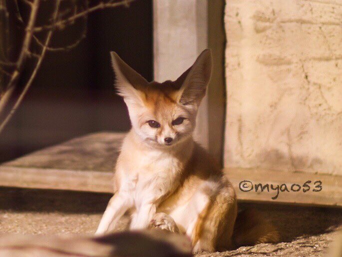 myao53's tweet photo. #fenecfox #フェネック
#higashiyamazooandbotanicalgardens #東山動植物園 #ジョワ #キキ
#イヌ科最小動物
ふわふわツヤツヤ✨✨ https://t.co/SLMA6OdTeJ