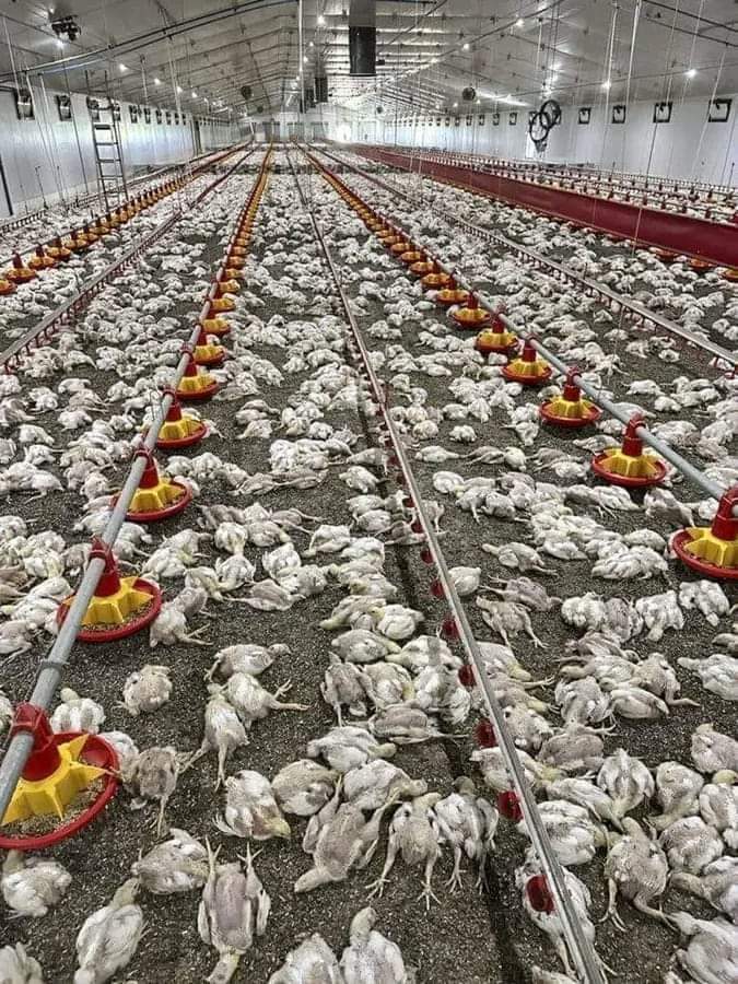 Bwoba okyakaaba, manya nti buli muntu alina ebizibu. #BBSKATI