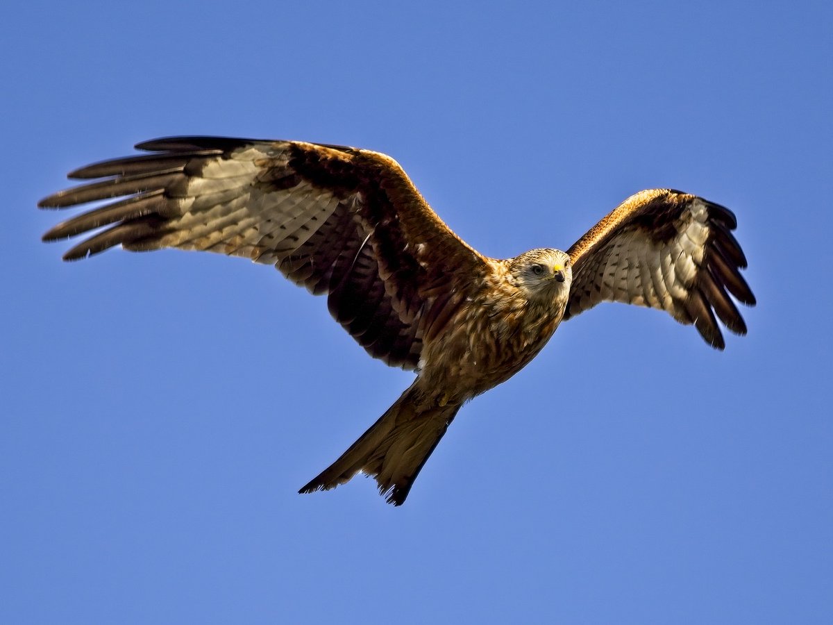 Majestic 😍 OM-1, 100-400mm #redkite ⁦#raptor @Natures_Voice⁩ ⁦@OMSYSTEMcameras⁩