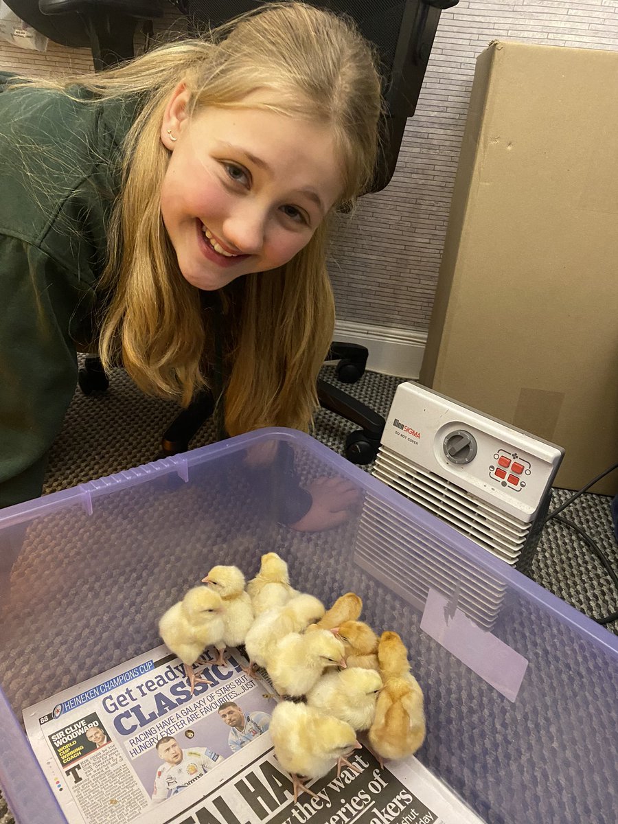 sjc5894's tweet photo. @Year6IJS Carys is helping look after some chicks from my school this weekend. https://t.co/FS029MJJ98