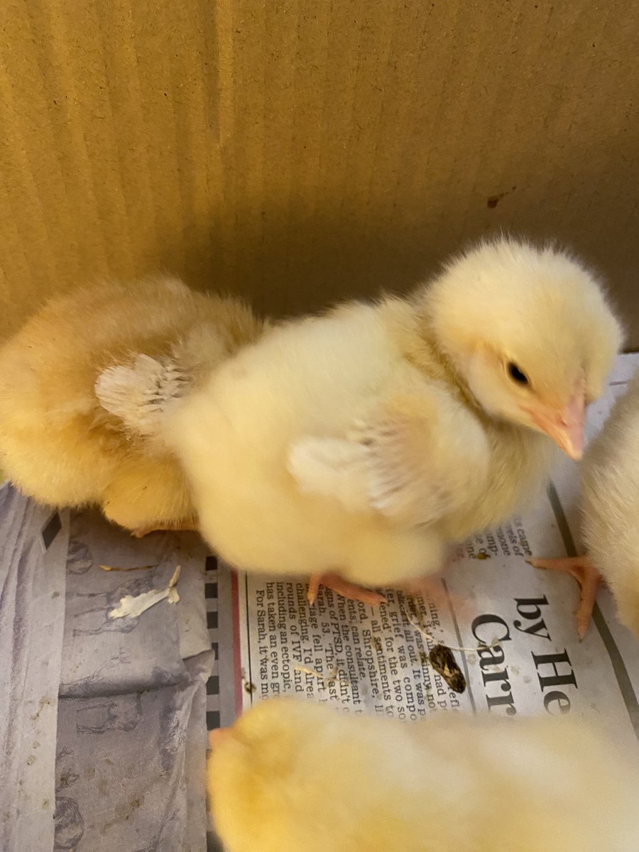 sjc5894's tweet photo. @Year6IJS Carys is helping look after some chicks from my school this weekend. https://t.co/FS029MJJ98