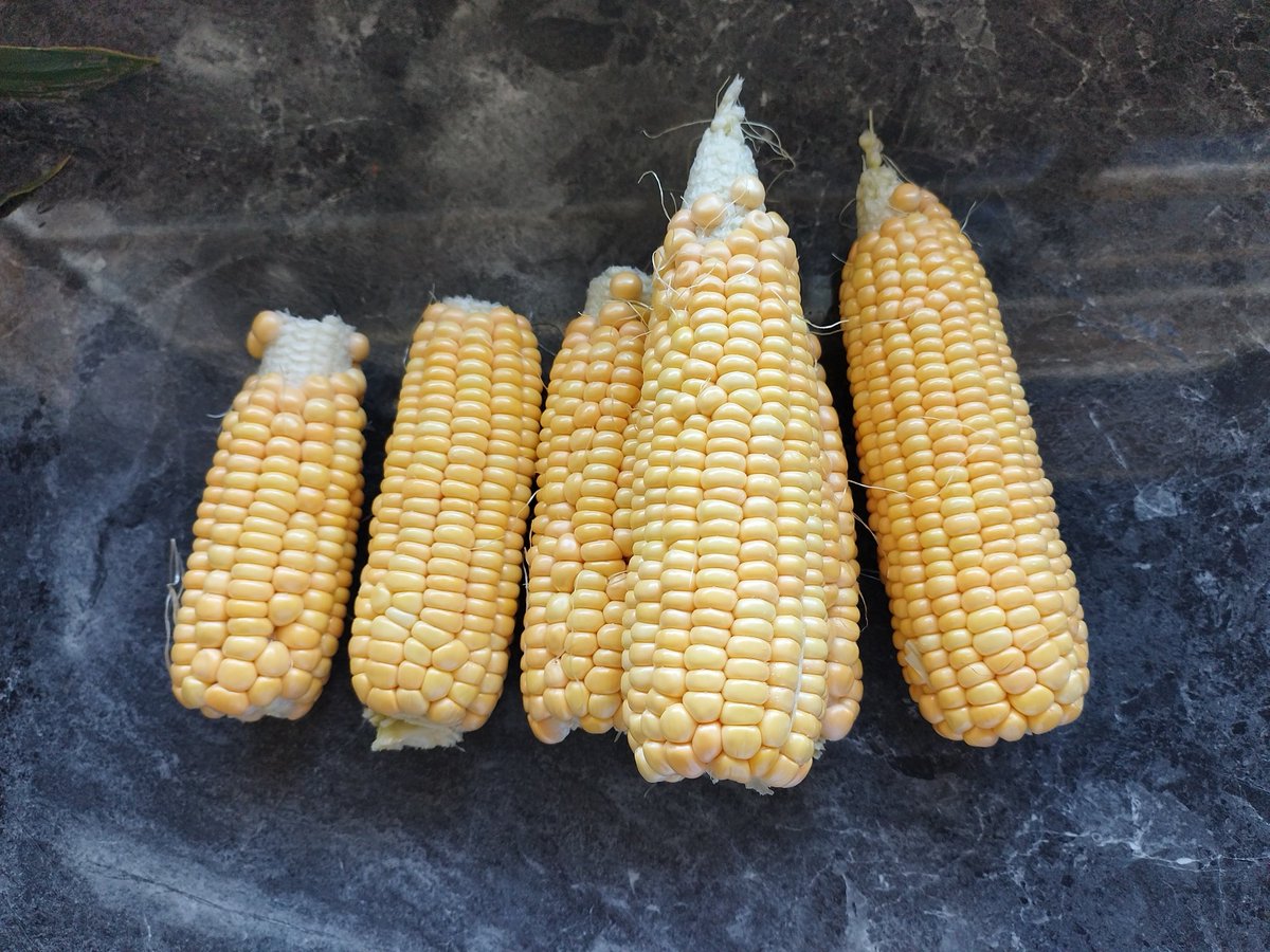GirlMpuse's tweet photo. To tell the truth, fresh vegetables from the soil straight to the pot hits harder than the ones from the grocery stores. 🤞🏿🤞🏿🤞🏿I only bought baby hake then the rest got them from my vegetable garden.
#FarmLife #InMyOffice https://t.co/TF034391Im