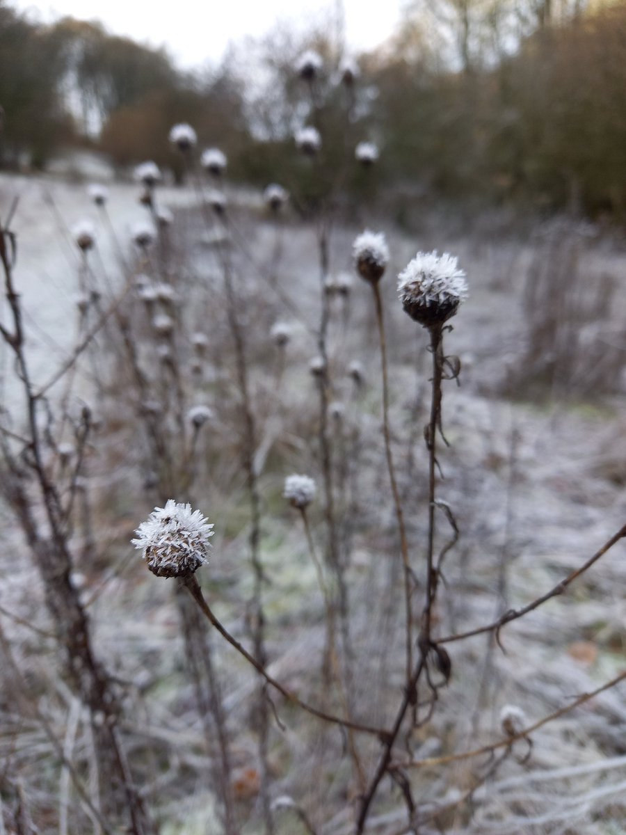 omylouse's tweet photo. Flowers of frost on last year's dead stems 💙
Reminds me of the #Wintersmith's roses....
@BBOWT #Dancersend #TerryPratchett #Discworld https://t.co/uZFBDJ7zPk