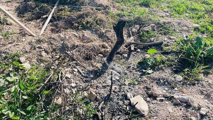 lsraeli settlers cut down and uproot 350 olive trees east of Qalqilya.
