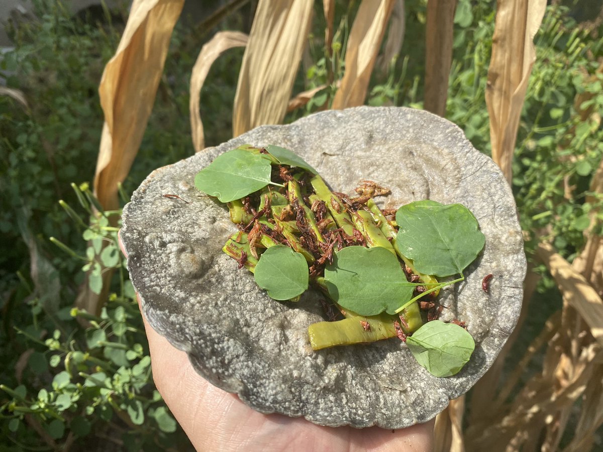 Slow Food Huatulco tweet media