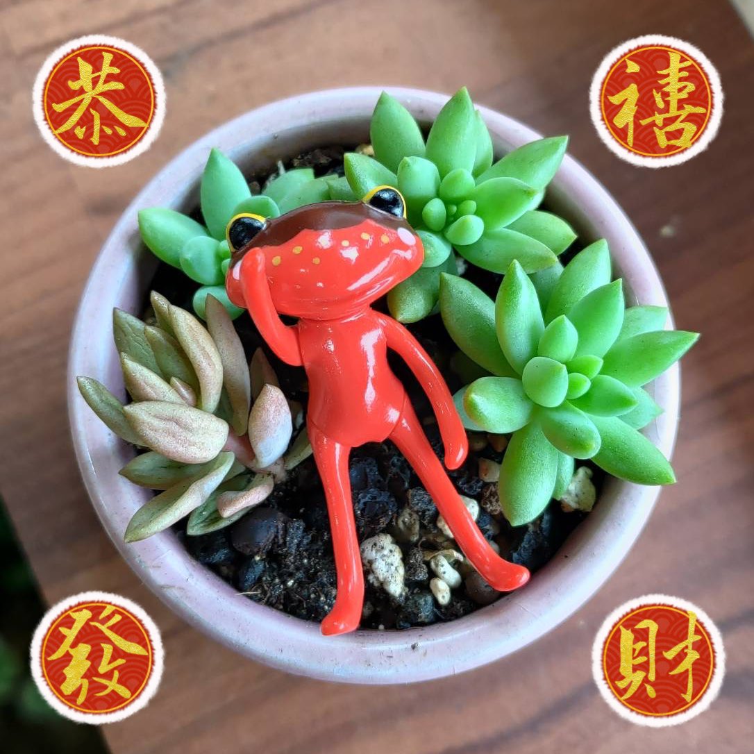 Lucia0509's tweet photo. 新年快樂❤️
明媚的午後最適合曬太陽🌞
希望明天也是好天氣🐸
#HappyChineseNewYear 
#WonderFrog
#ワンダーフロッグ https://t.co/wEdaqZ963M