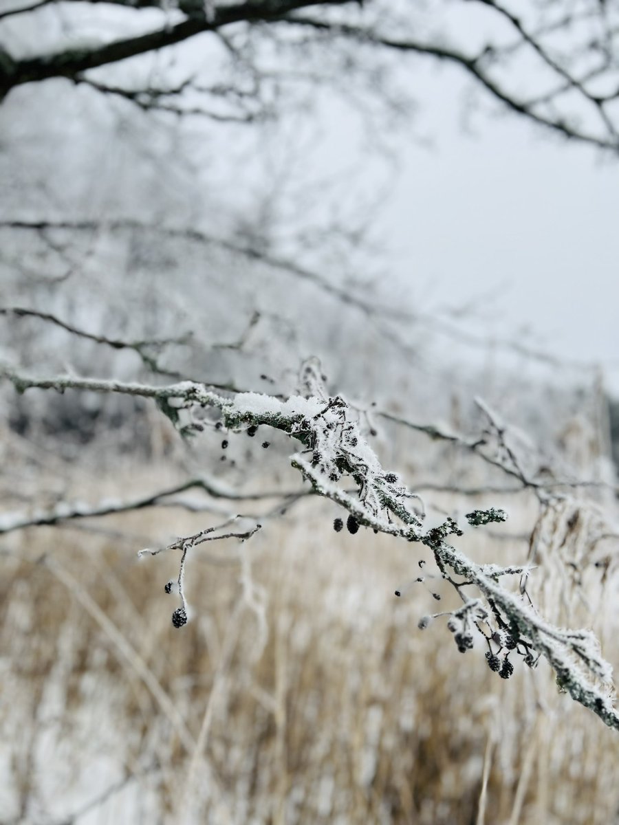 Sunday afternoon walk on the island. The two obviously don't mind the cold here at the moment. 😉

#Helsinki #lauttasaari #winter #islandlife