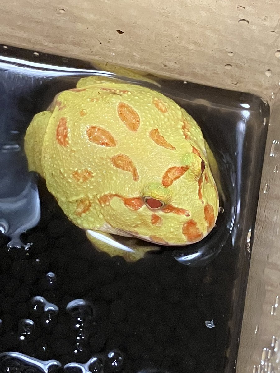 ライムグリーン