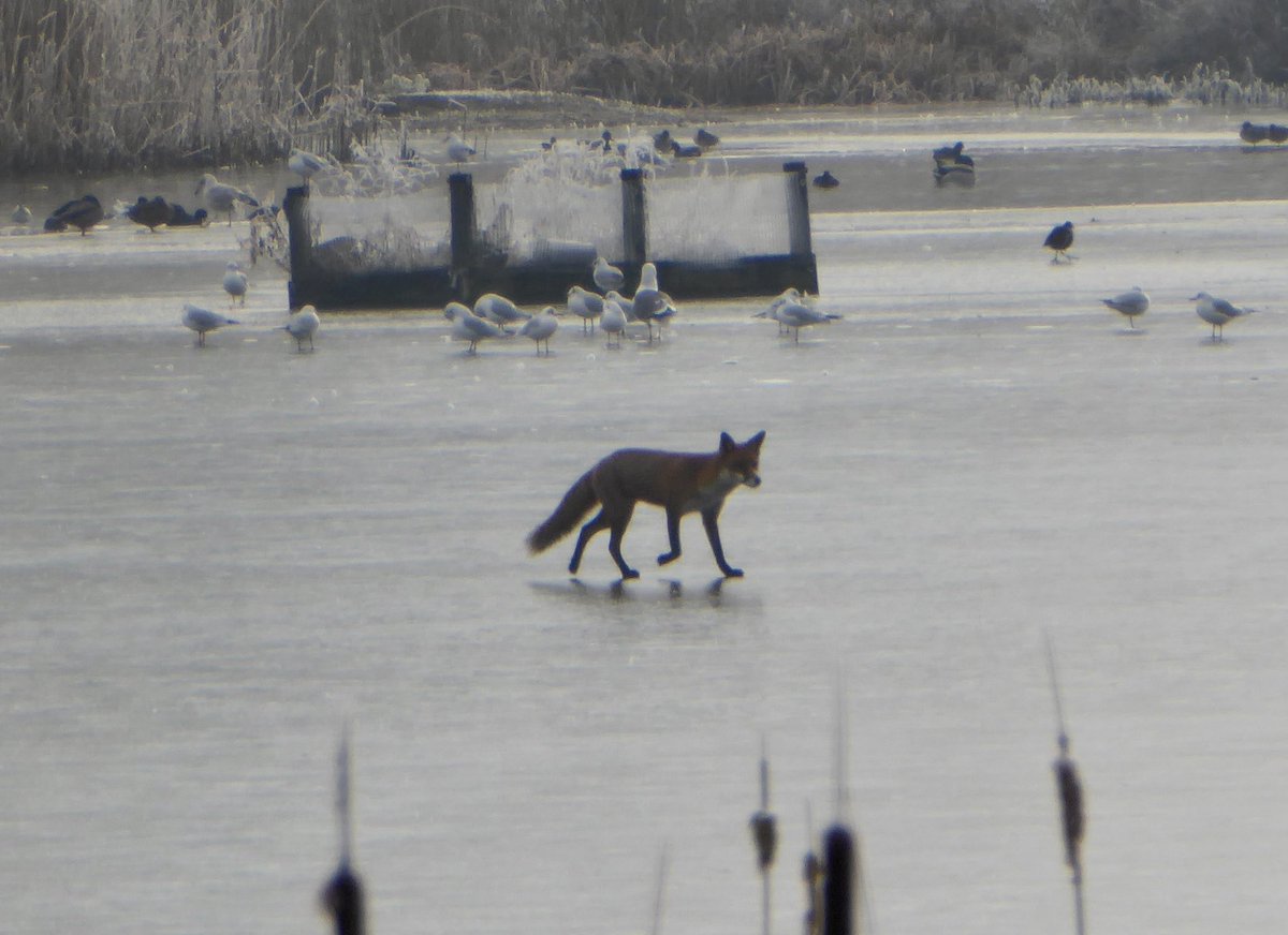 baltithecat's tweet photo. Fox on the ice at #uptonwarren.  Bearded Tit and Lesser Redpoll other highlights https://t.co/akNsB0LXu6