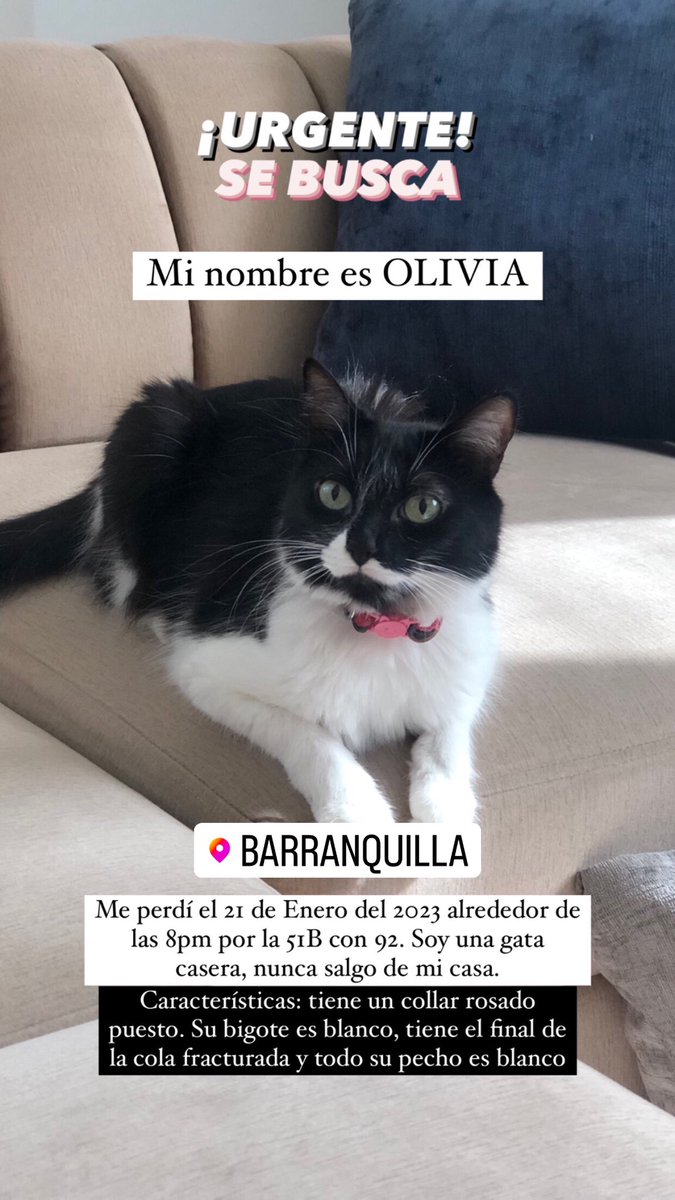 Karenguerravi's tweet photo. Mi gata se perdió ayer por la 51B con 92. Es casera. Nunca sale. Creemos que puede estar deambulando por los alrededores. Ayúdame a encontrarla!!! Responde al nombre de OLIVIA. Barranquilla📍RT 🙏🏻 https://t.co/FuVtiEo8nz