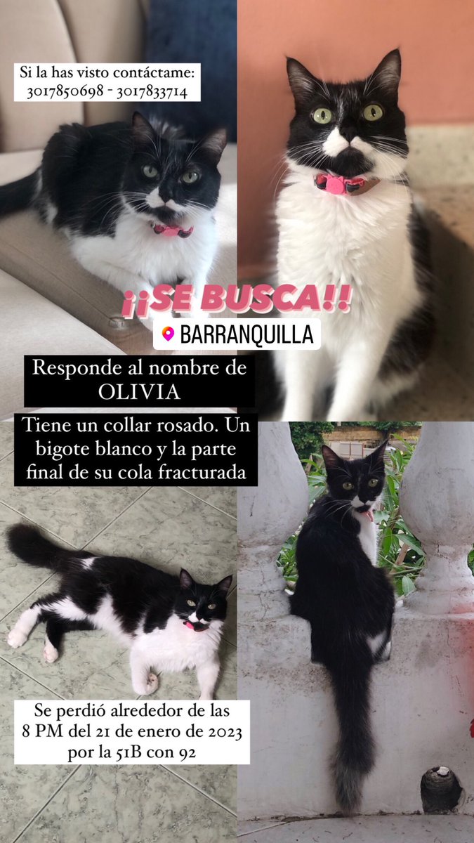 Karenguerravi's tweet photo. Mi gata se perdió ayer por la 51B con 92. Es casera. Nunca sale. Creemos que puede estar deambulando por los alrededores. Ayúdame a encontrarla!!! Responde al nombre de OLIVIA. Barranquilla📍RT 🙏🏻 https://t.co/FuVtiEo8nz