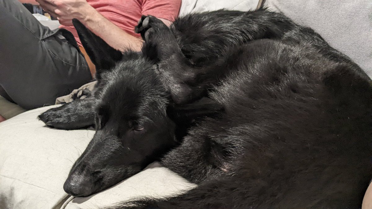 simonayjay's tweet photo. Dog's just straight up broken https://t.co/7stYtA6Mue