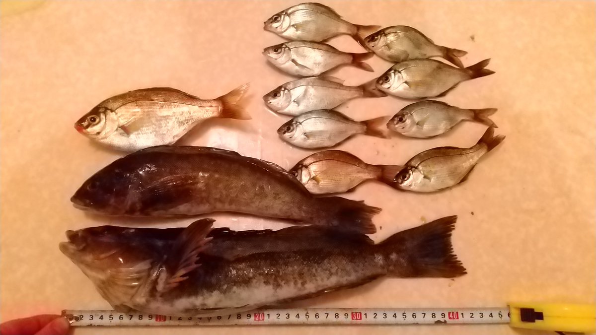 本日の磯子海釣り施設前での釣果！詳しくは後日ブログにします🙏