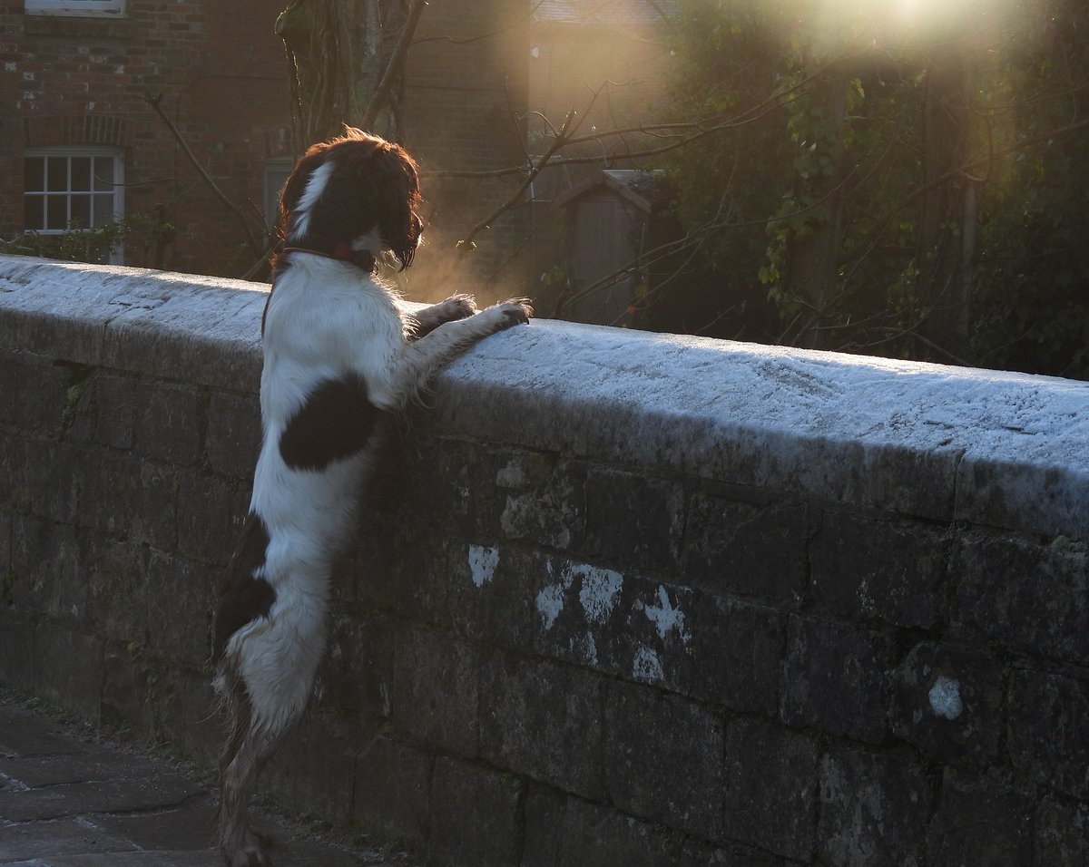 holtby_linda's tweet photo. Frosty (-5C) sunrise and the water looks cold from the College Walk bridge in Winchester. #ice #Winterwatch #loveukweather #sundayvibes #ThePhotoHour #dogsoftwitter #dogsarefamily https://t.co/23duY1sWh2