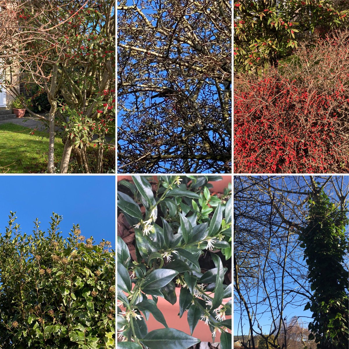 Jan_Lentzos's tweet photo. #SixOnSaturday #InMyGarden
#WildlifeGarden #Wildlife #Birds #CotoneasterCornubia #RedBerries #Blackbird #HawthornTree #CotoneasterBerries #Holly #IvyBerries #Sarcococca #WinterFlowers #WhiteFlowers #SweetScent #WintryTrees #BareBranches #CherryTree #Ivy #EmbraceTheSeasons #Winter https://t.co/JjPnXOYATa