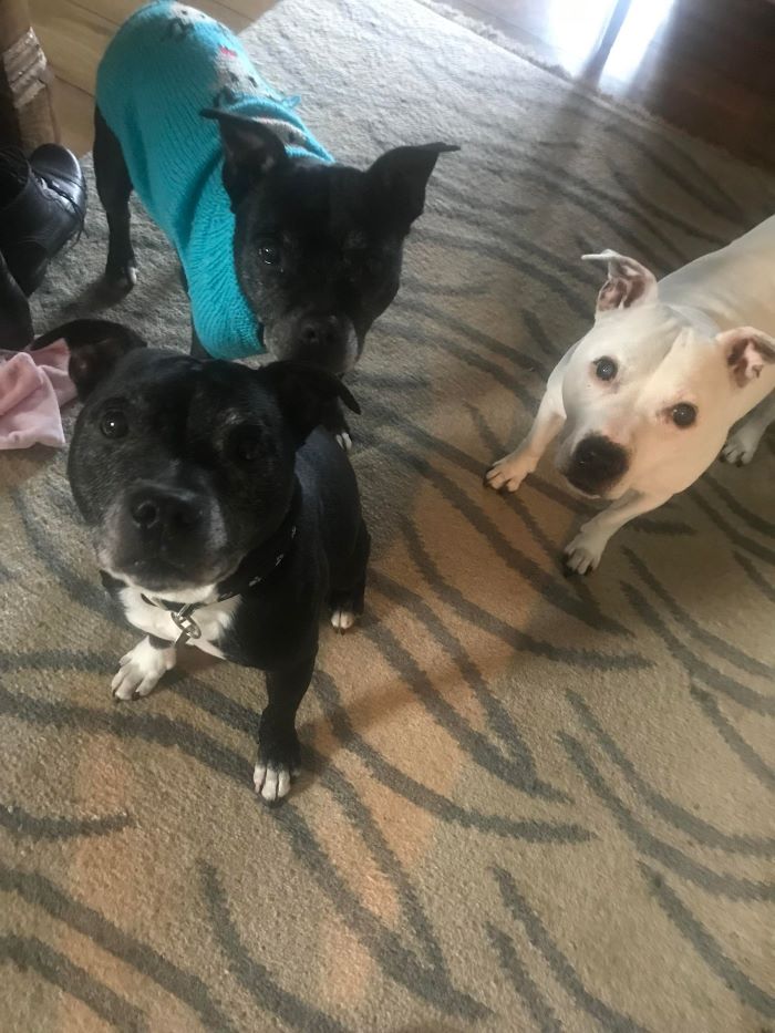 AdoptionsUk's tweet photo. Please retweet to help Squidge, Boo and Scratch find a FOREVER OR FOSTER  home together #BOURNEMOUTH  #DORSET  

BONDED TRIO, aged 10, 13 and 15, sadly left in the home after their owner passed away. They need a quiet adult home as the only pets.
DETAILS 
https://t.co/yzM4AORvxT https://t.co/Kr6fyxeXao