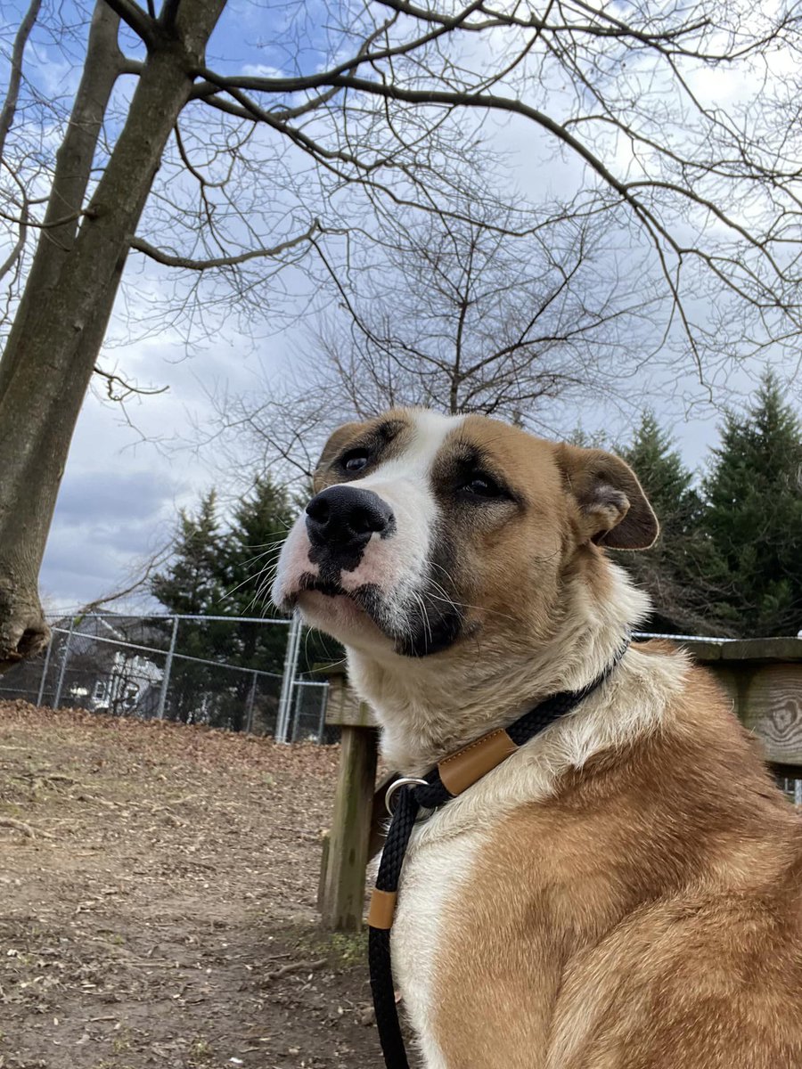 Providence_AC's tweet photo. Pickle is our beautiful #Sundog of the week. She’s a native Pennsylvanian and was brought to us through our #ACCTTOPAC transport! This outgoing 3-year old loves to give hugs and is the queen of wiggles! Come in and meet her today! Text our Adoption Team at 610-566-4575. https://t.co/WLwi8muBCF