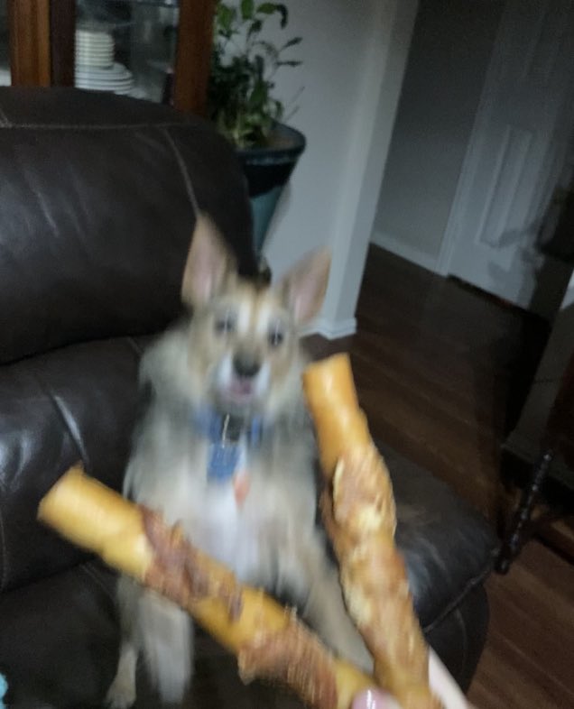HerbieMooland's tweet photo. For the love of snacks, gimme! ๐ถโค๏ธ๐ฆด
#yespls #snacktime #oneforme #yum #nohidechew #exciteddog #mine #spoileddog #spoiledpup #dogslife #dogsoftwitter #DogsOnTwitter #dogtweet #dogtwitter https://t.co/J16K2YRrCv
