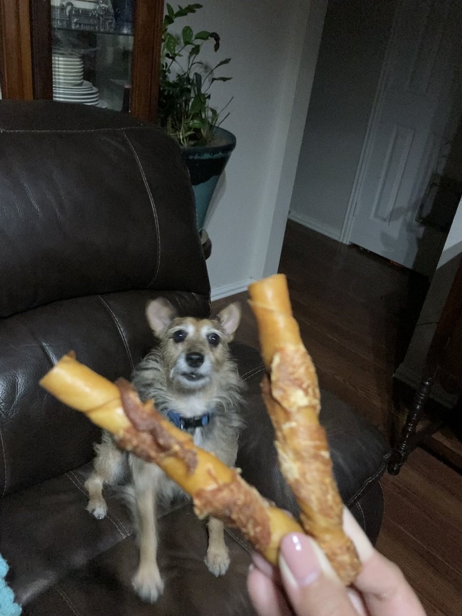HerbieMooland's tweet photo. For the love of snacks, gimme! ๐ถโค๏ธ๐ฆด
#yespls #snacktime #oneforme #yum #nohidechew #exciteddog #mine #spoileddog #spoiledpup #dogslife #dogsoftwitter #DogsOnTwitter #dogtweet #dogtwitter https://t.co/J16K2YRrCv