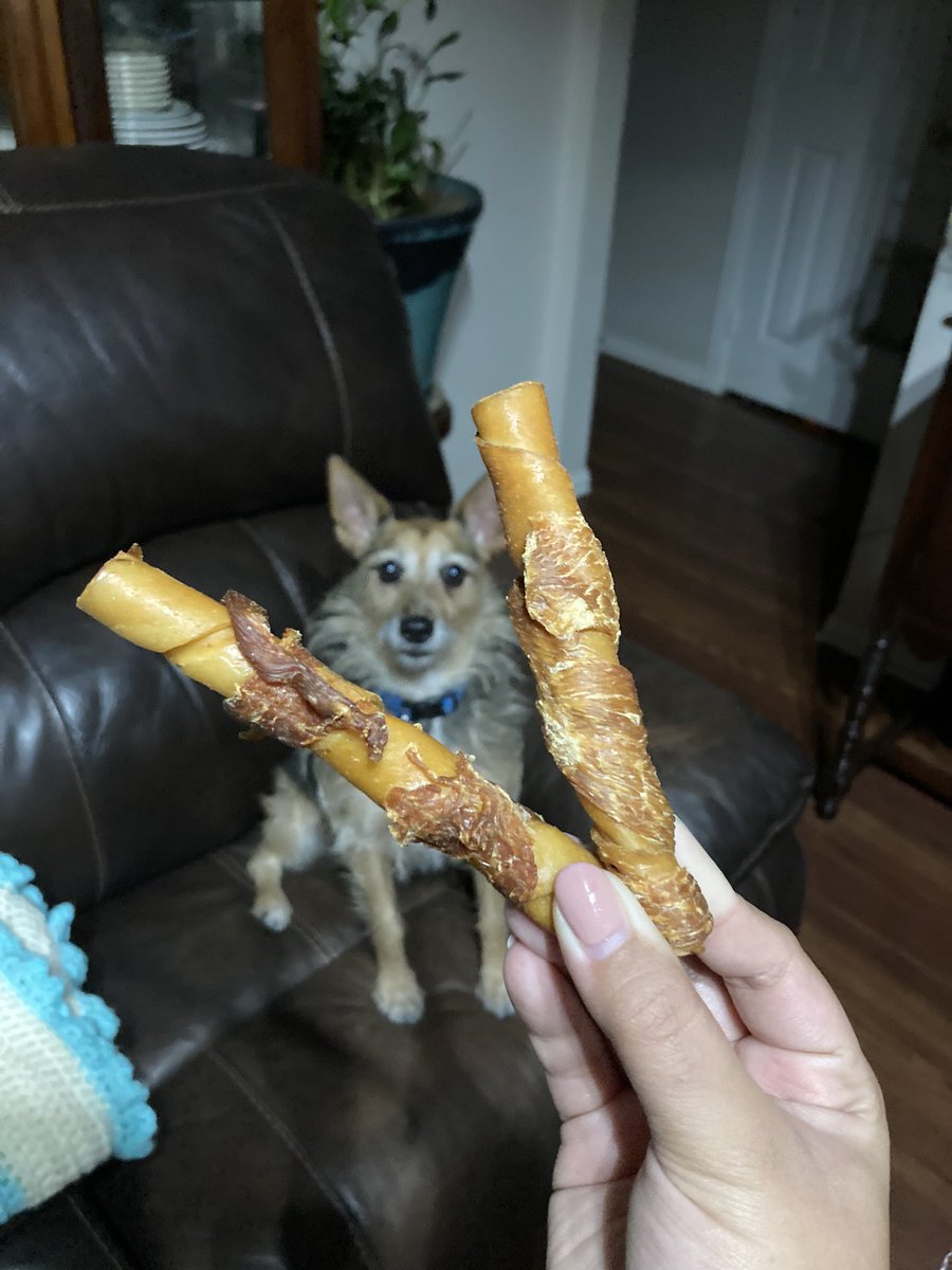 HerbieMooland's tweet photo. For the love of snacks, gimme! ๐ถโค๏ธ๐ฆด
#yespls #snacktime #oneforme #yum #nohidechew #exciteddog #mine #spoileddog #spoiledpup #dogslife #dogsoftwitter #DogsOnTwitter #dogtweet #dogtwitter https://t.co/J16K2YRrCv