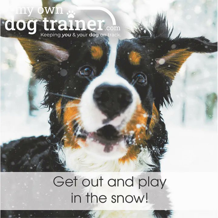 PuppyTracker's tweet photo. Happy Sunday!
Geet out and have some fun with your pup!

#happydog #dogsofinstagram #puppyfun https://t.co/eimJCUA9XD