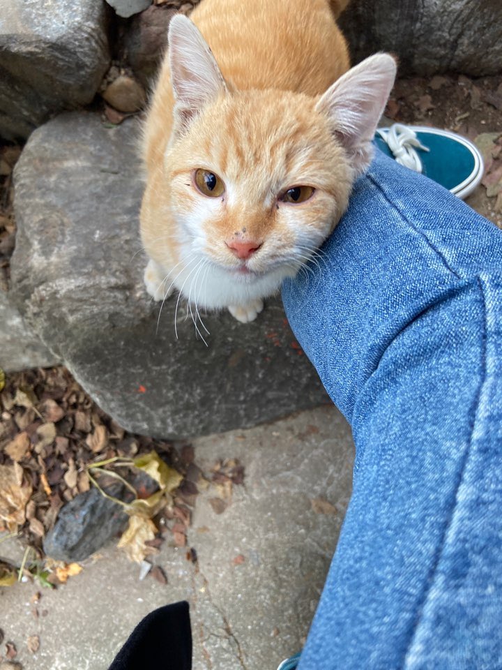 alldayudon's tweet image. 우동 이야기

20년 10월의 어느 날 구조자의 집 앞마당에 홀연히 나타났다 아침마다 졸린 눈 비비며 구조자의 출근을 배웅하고 늦은 저녁 퇴근을 반기는 가벼운 엉덩이와 빠른 눈치로 사료를 얻어먹으며 살았다 (간식 별도) 겨울이 지나고 구조자가 중성화를 결심했을 땐 이미 생명을 잉태한 몸이었고