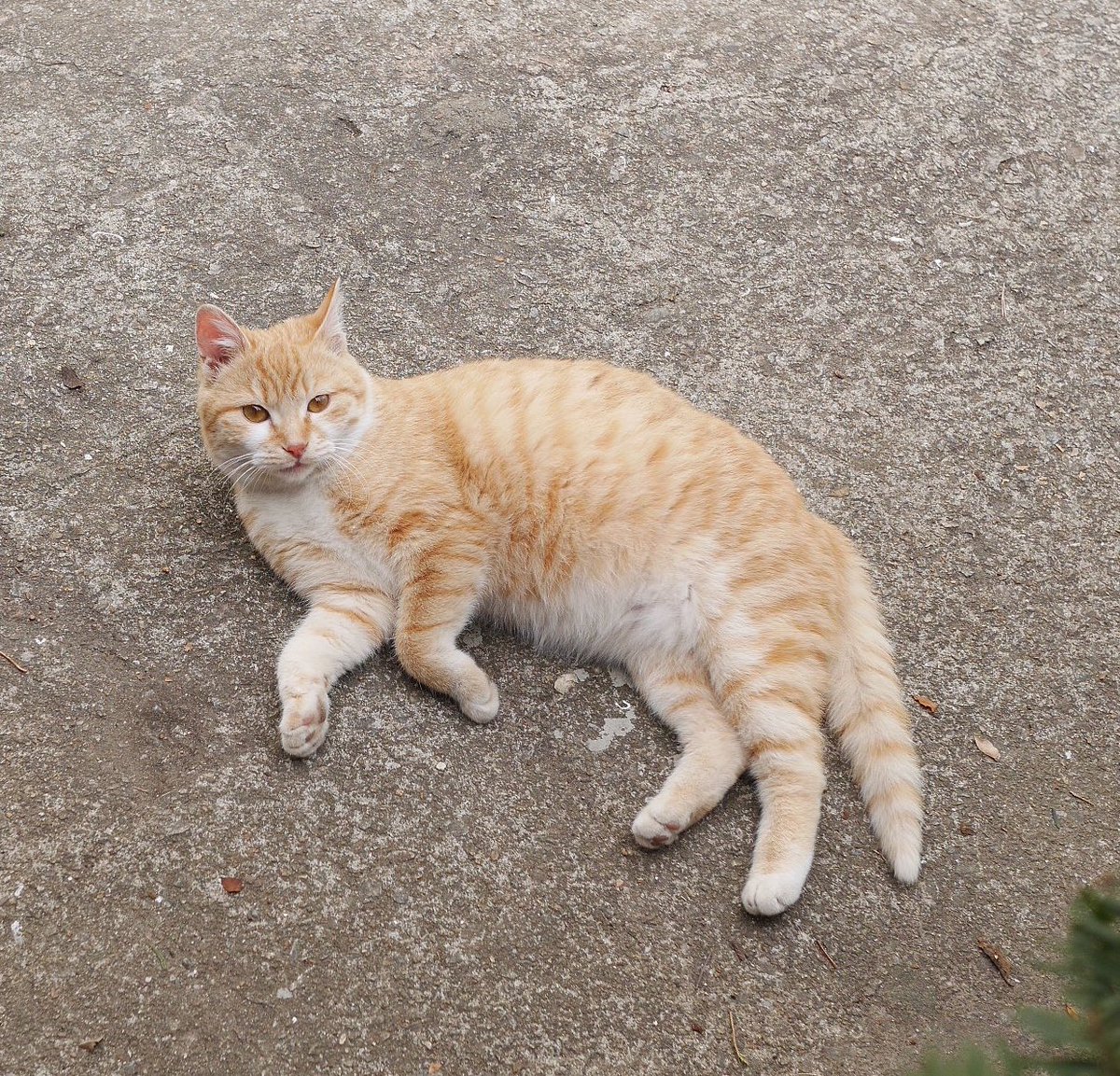 alldayudon's tweet image. 우동 이야기

20년 10월의 어느 날 구조자의 집 앞마당에 홀연히 나타났다 아침마다 졸린 눈 비비며 구조자의 출근을 배웅하고 늦은 저녁 퇴근을 반기는 가벼운 엉덩이와 빠른 눈치로 사료를 얻어먹으며 살았다 (간식 별도) 겨울이 지나고 구조자가 중성화를 결심했을 땐 이미 생명을 잉태한 몸이었고