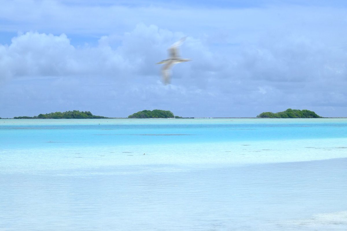 Le lagon bleu et une sterne huppée… @AirTahitiNuiFR @TahitiTourisme