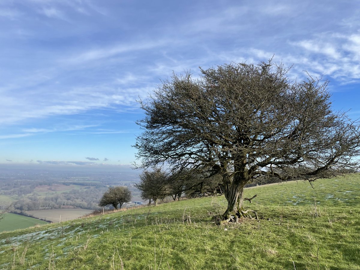 EmmaCameron9's tweet photo. Beautiful, healing walk on the South Downs. Saw ravens, heard a song thrush and skylark. #WritingWalks @sdnpa @SussexWildlife #birding https://t.co/VYryjhQI1K